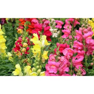 40 Rose obéissant Plante Graines de fleurs/FAUX MOTEUR/vivace 