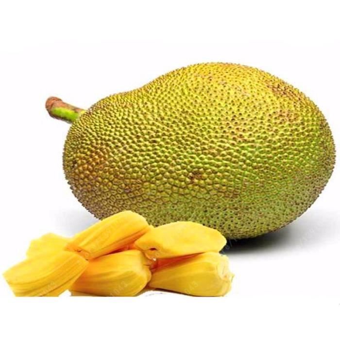 10 Pcs / Sac Graines De Jacquier, (Artocarpus Altilis) Nouveauté Tropicale Bio Graines De Fruits
