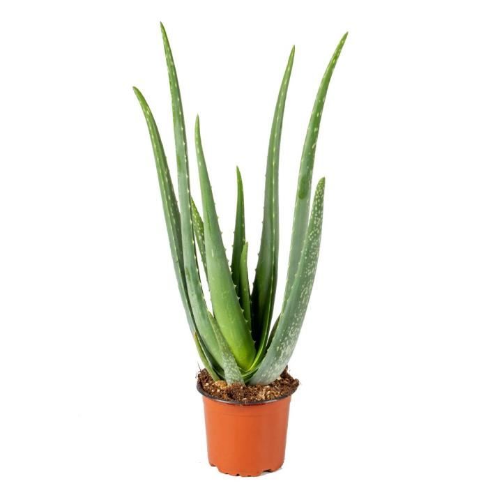 Exotenherz - Aloe Cosmo (Aloe Aristata 'Cosmo') - Pianta Grassa Sferica In Vaso 12 Cm, Succulenta Da Interno, Altezza 15 Cm