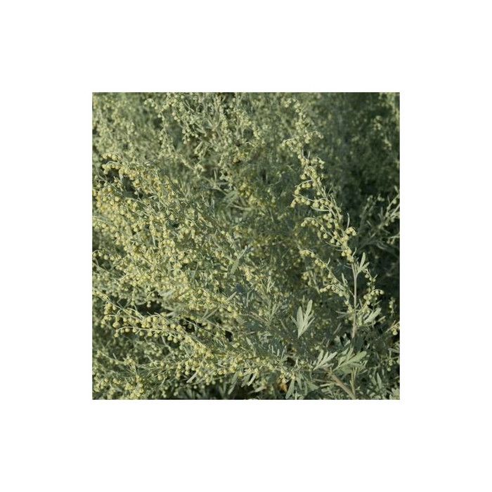 Absinthe Lambrook Silver - Cdiscount Jardin