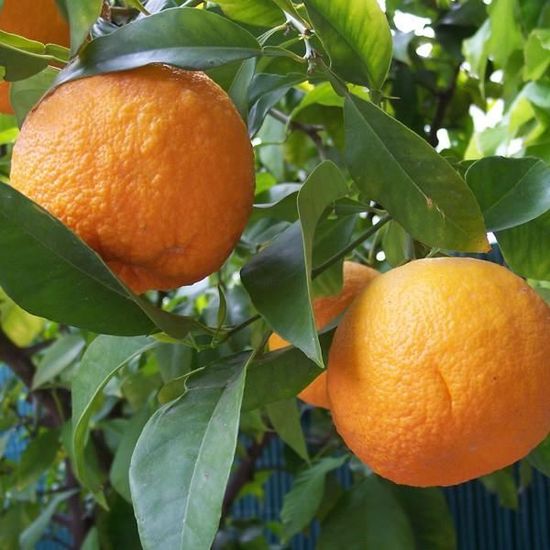 Huile Essentielle Petit Grain Bigarade - Citrus Aurantium - Neuf, Sans Marque