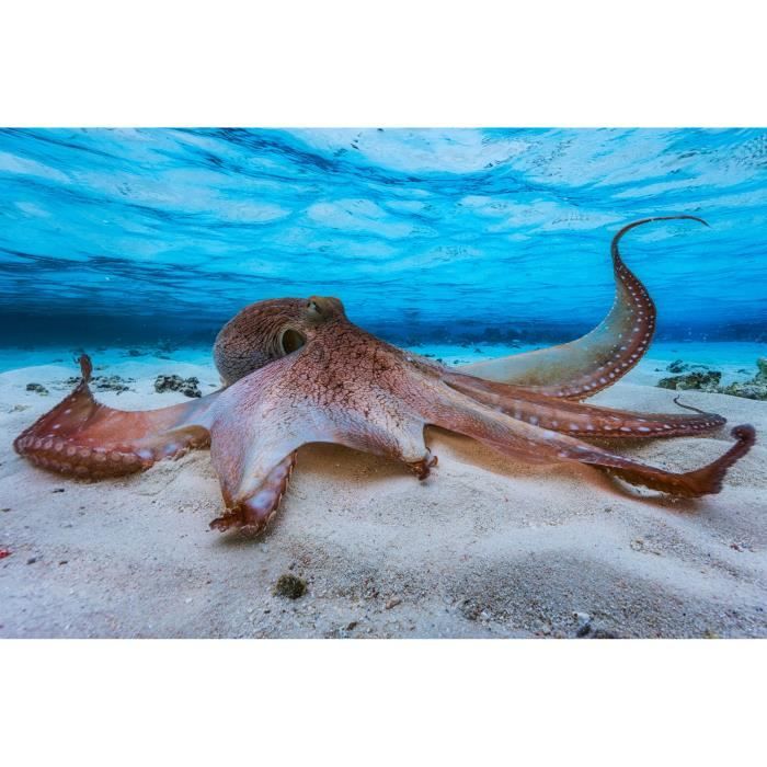 Papier Peint Art Photo INTISSÉ-POULPE-(187001)-7lés-350x260cm-Mural Poster Géant XXL-Animaux Beach Mer Océan Nature Jungle