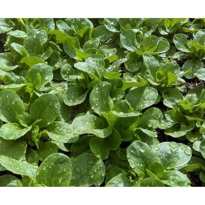 Graines De Mâche Verte De Cambrai - Sachet 5 Grammes (environ 750 Graines) - Salade D'automne Et D'hiver Résistante Au Froid