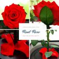 cadeaux pour femme anniversaire JTTVO La rose enchantée de La Belle et la Bête rose eternelle cloche en verre fleur éternel-2