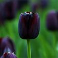 50pcs graines de tulipe -Noir-0