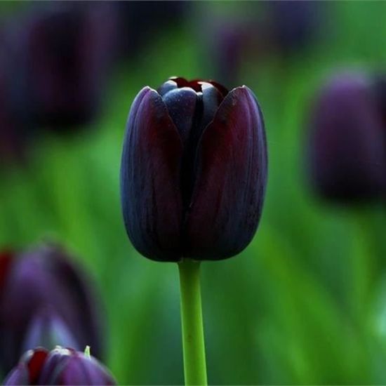 50pcs graines de tulipe -Noir
