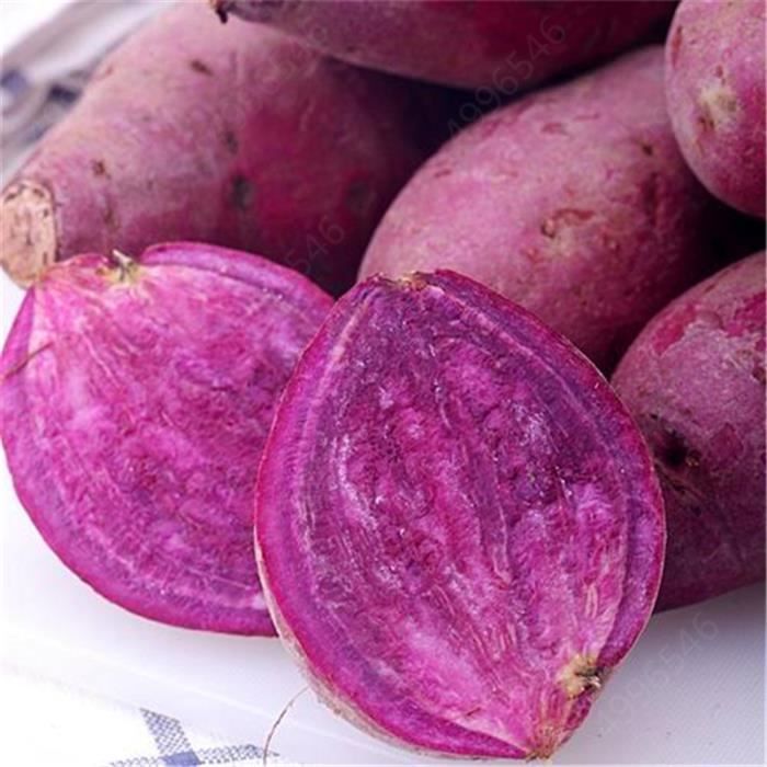 TEMPSA 100 Pcs Graines patate douce violette jardin maison légumes