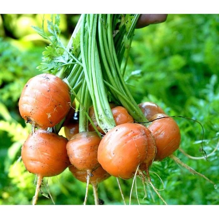 Lot De 250 Graines De Poireau Gros Long D'Eté - Variété Estivale Et - Foto 4