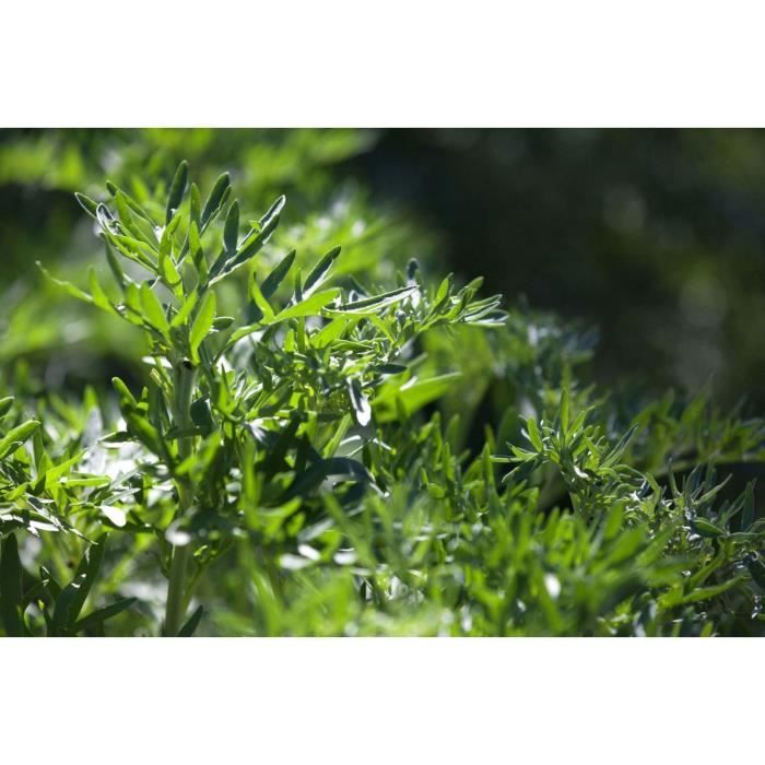 1000 Graines De Pavot D'Orient - Fleurs Jardins Plantes - Méthode BIO - Foto 7