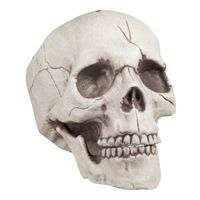 Décoration Crâne Squelette aille Unique Coloris Unique