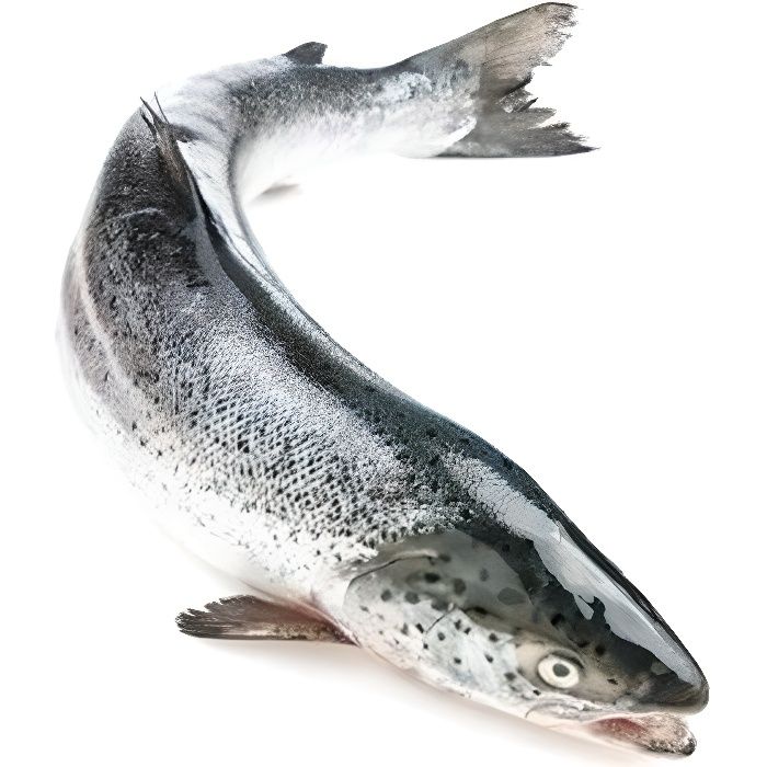 Saumon entier la pièce de 3 kg (Salmo salar)