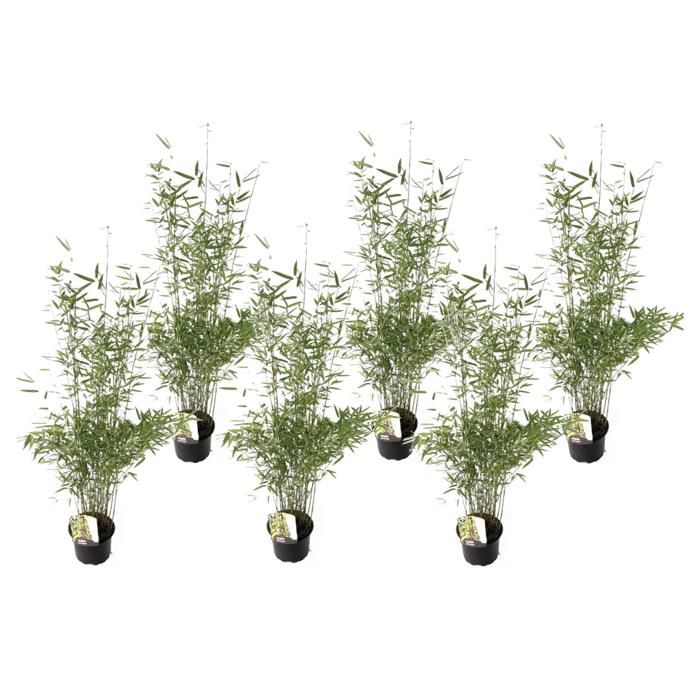 6 Fargesia Red Dragon - Bambou rouge et non invasif - Pot 17cm - Hauteur 60-80cm