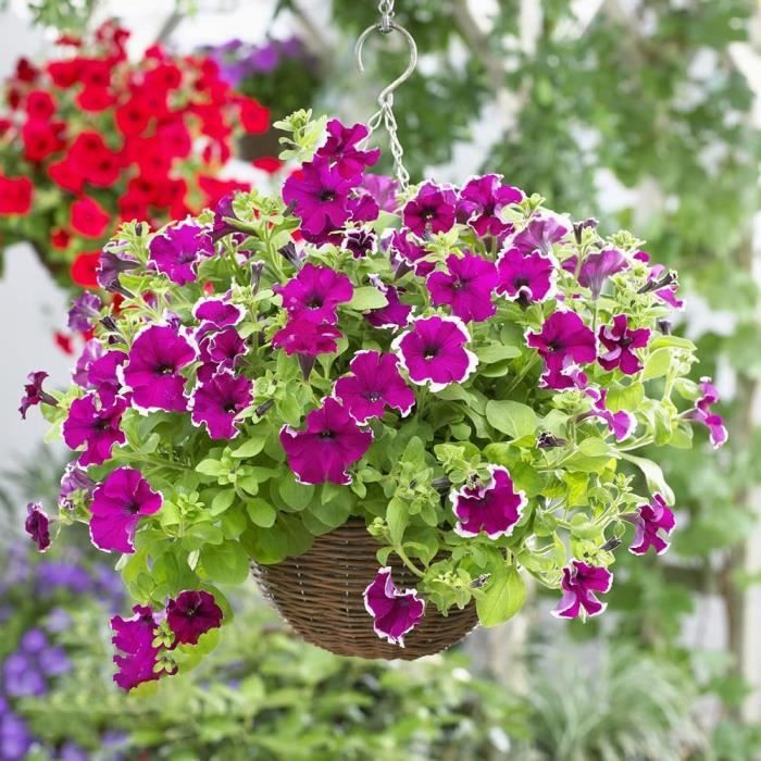 https://www.cdiscount.com/pdt2/7/8/7/1/700x700/auc3094825719787/rw/graines-de-petunia-fleurs-sauvages-jardinage-plant.jpg