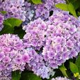 50 gélules-1 sachet de graines d'hortensia violet foncé, petite boule de neige naturelle rare, énorme fleur de jardin sphérique-1
