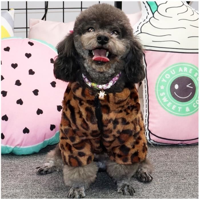 Manteau pour sales chihuahua femelle