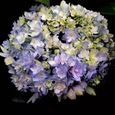 50 gélules-1 sachet de graines d'hortensia violet foncé, petite boule de neige naturelle rare, énorme fleur de jardin sphérique-2