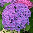 50 gélules-1 sachet de graines d'hortensia violet foncé, petite boule de neige naturelle rare, énorme fleur de jardin sphérique-3