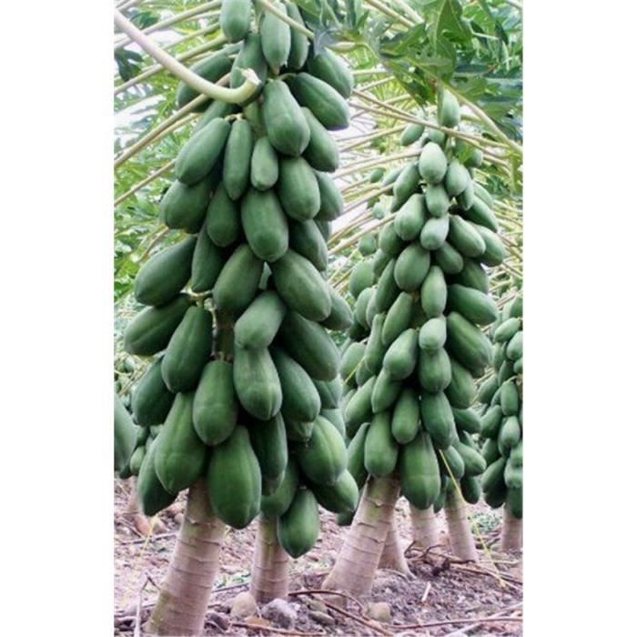 Version Kaki foncé - Vente 20 Pièces Grande Papaye Succulente Plante Rare Arbre Fruitier Vivace Bricolage Maison Jardin De Haute