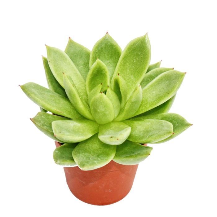 Echeveria agavoides - plante de taille moyenne dans un pot de 8,5cm