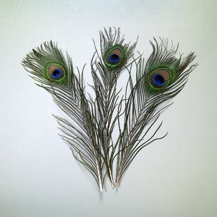 naturel paon Yeux plumes de décorations florales 31-33"/79-84 cms de long 25