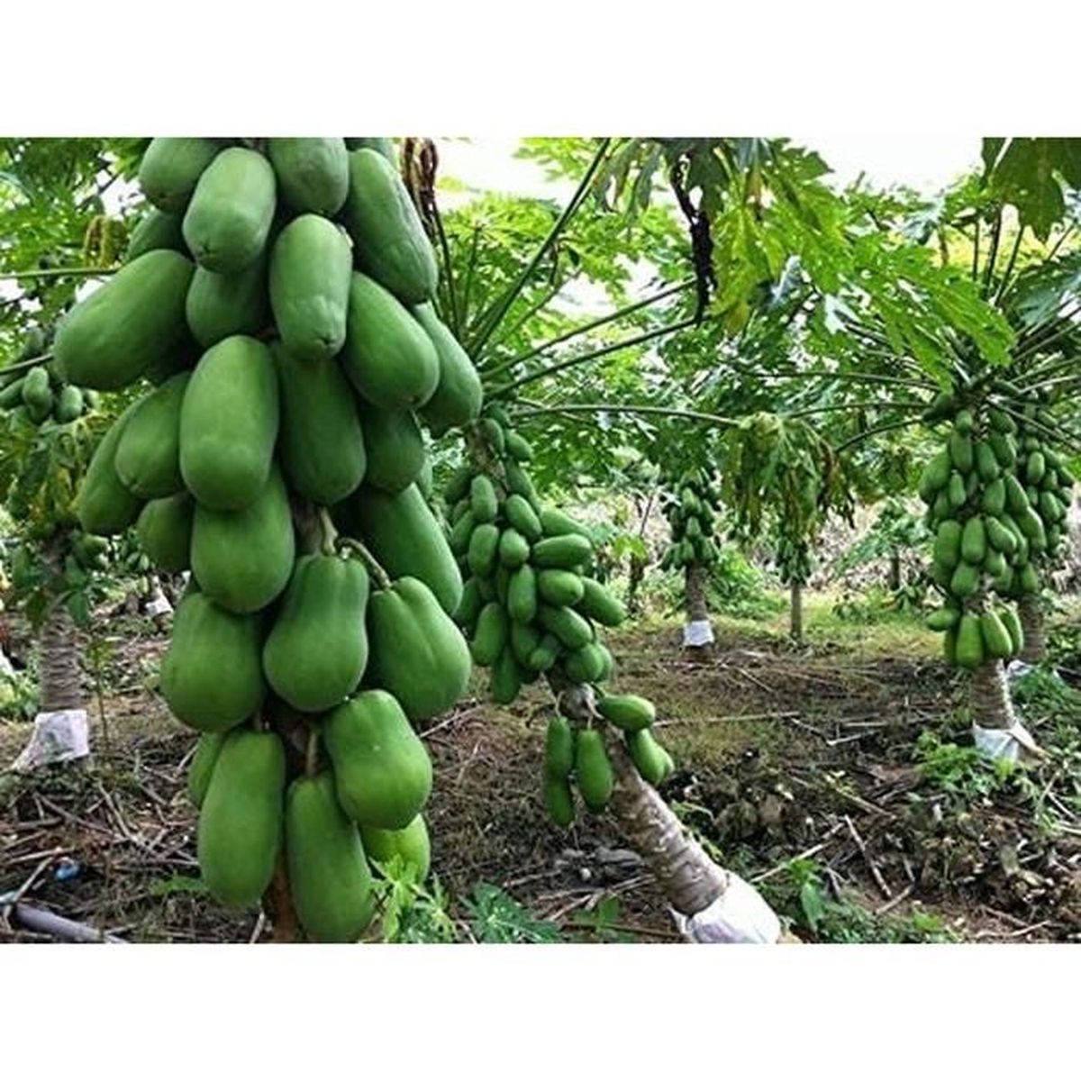 Graines Papaye Naine Thaïlandaise - Variété Naine à Croissance Rapide