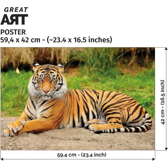 Poster Nature Animaux Tigre