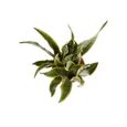 Plante d'intérieur de Botanicly – Langue de belle-mère – Hauteur: 80 cm – Sansevieria trif. Laurentii plante naturelle-3