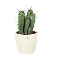 Cactus et plante grasse – Chandelle bleue en pot de fleur crème comme un ensemble – Hauteur: 50 cm XE44