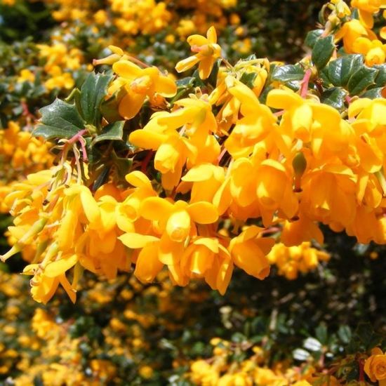 Les Actualites Du Monde De Lupa Berberis Commun Berberis Vulgaris