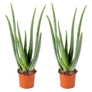 PLANTE POUSSÉE 2x Aloe Vera Barbadensis - Plante succulente - Ent