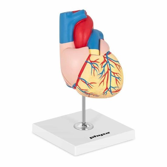 Modèle Anatomique Grandeur Nature 1:1 Anatomie Du Cœur Humain 3D ...