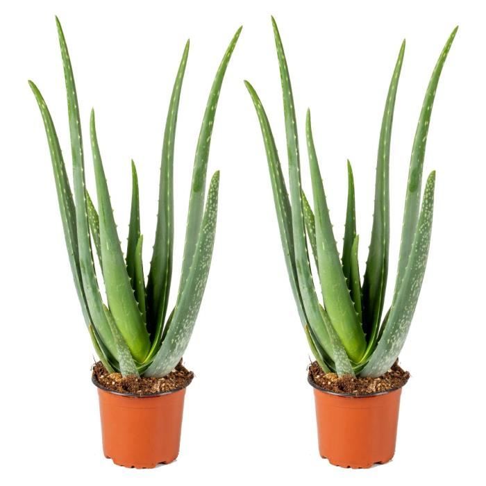 2x Aloe Vera Barbadensis - Plante succulente - Entretien facile - D12 cm - H35-40 cm
