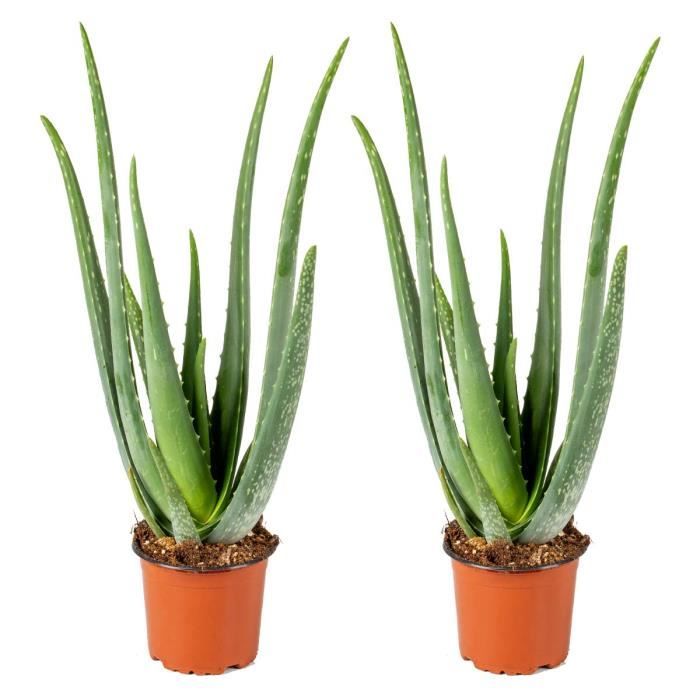 aloe vera & olive oil rescue gel + arnica montana Pack 2 Roll On Árnica + 2 Aceites 110 Hierbas main image 0