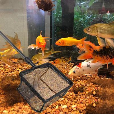 Epuisette télescopique - Accessoires aquarium - Petits Compagnons