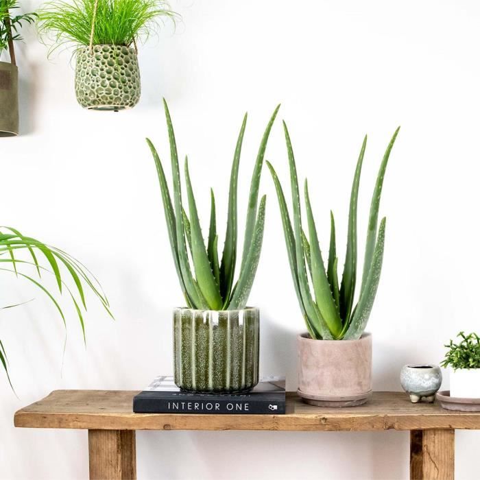 aloe vera kaufen blatt Bio Aloe Vera Frischblatt bestellen