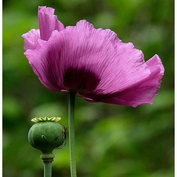 Récolte des graines de pavot à opium, papaver somniferum. 