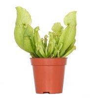 Sarracenia 'Juthatip Soper' – Plante carnivore – Peu d'entretien – D6 cm – H05-10 cm