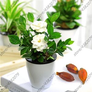 2 Pièces Bulbes De Gardénia Cap Jasmin Plante Parfumée