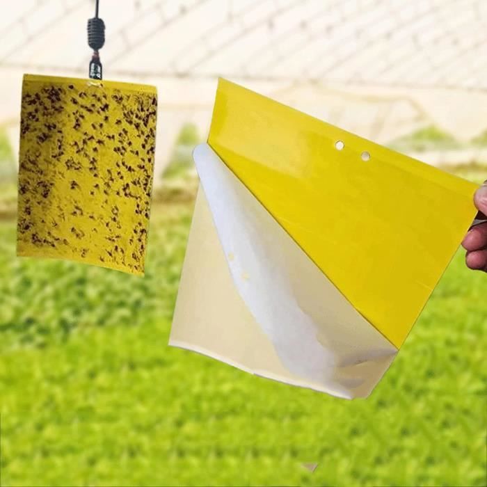 Lnsect Lot De 50 Pièges À Insectes Adhésifs Parfaits Pour Les Parasites ...