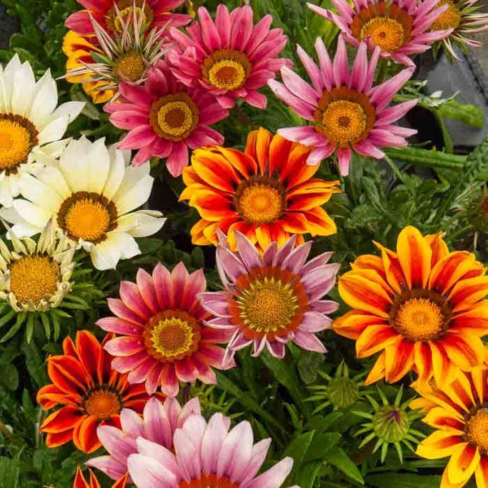 Meilleurs prix pour VILMORIN Gazania Splendens varié