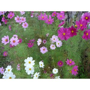 25 Graines Plante Annuelle Cosmos Varies Achat Vente