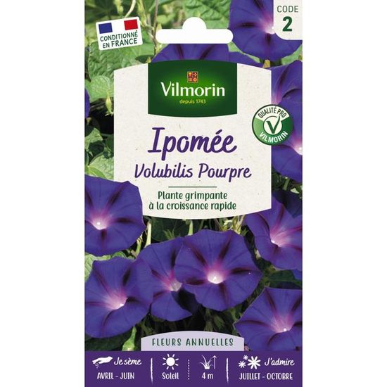 40 Graines D'Ipomée Pourpre - Plante Grimpante Annuelle - Semences Paysannes Reproductibles - 9