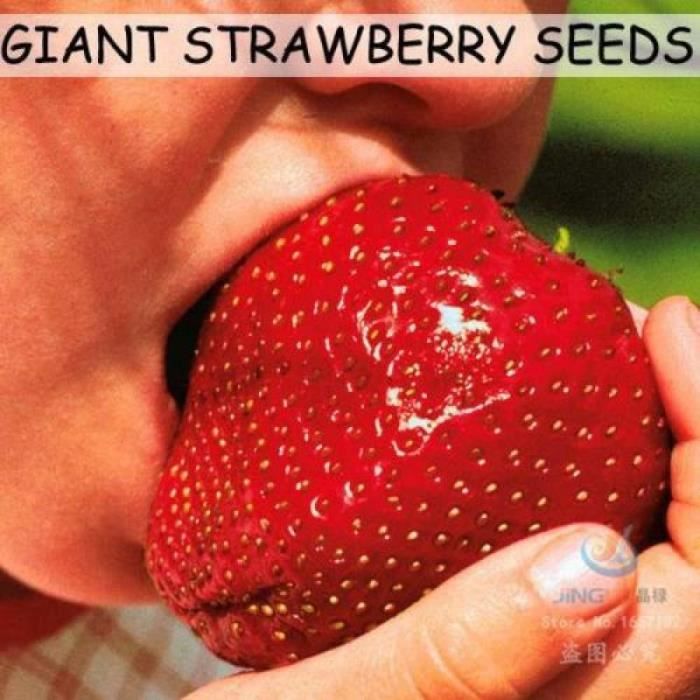 Vip2store® 100 Graines de FRAISES GEANTES ROUGE