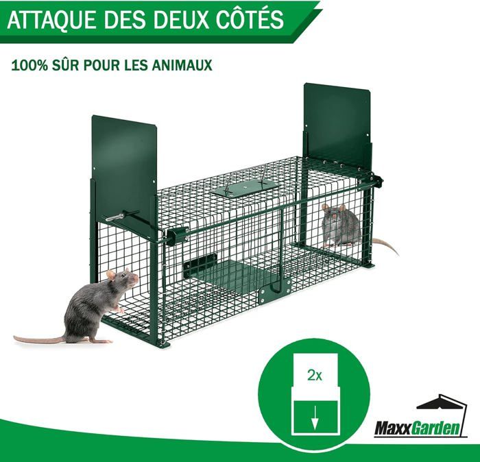 Pige Rat Jardilandnull