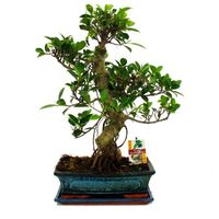 Bonsaï Figuier de Chine - Ficus retusa - environ 12-15 ans