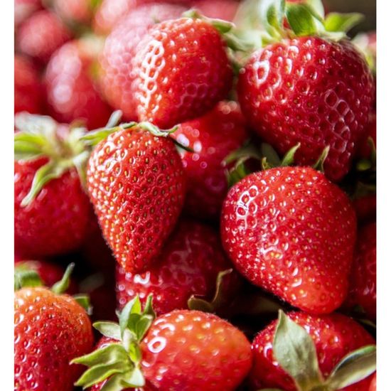 Rifiorenti 4 Stagioni Fraises De Bois - Wild Strawberries Piante Fragole
