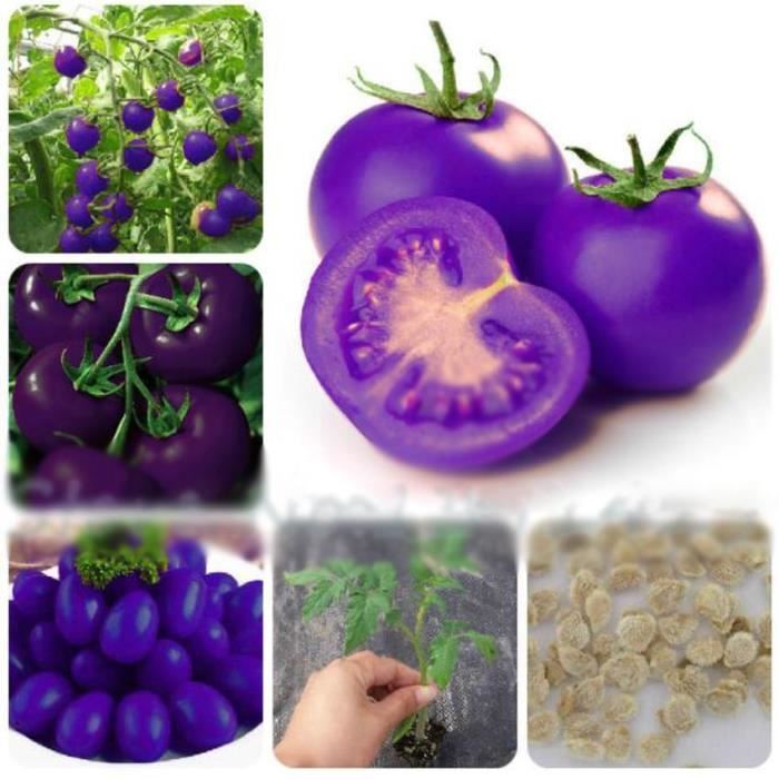 Sisaki 100 pcs/sac Multicolore Tomate Graines Maison Jardin Jardin Légumes Plante Légumes 