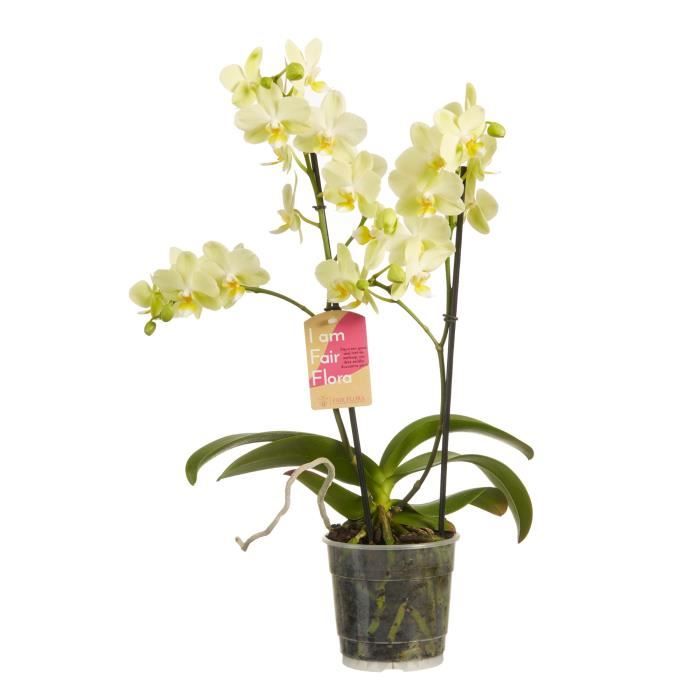 Orchidée de Botanicly – Orchidée papillon – Hauteur: 50 cm, 2 pousses – Phalaenopsis multiflora plante naturelle