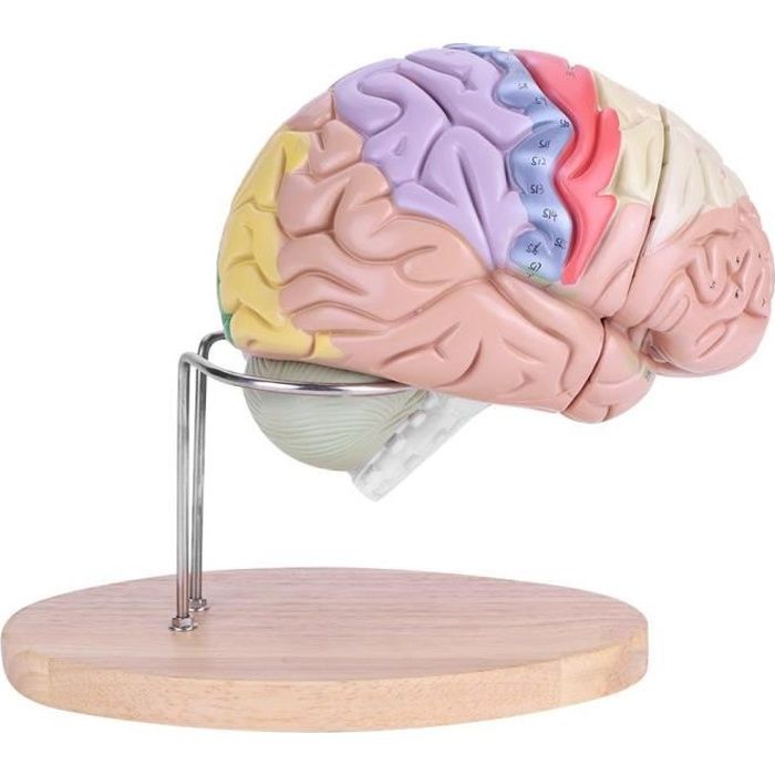 1 2 Modele De Cerveau Humain Anatomique Medical Cortex Cerebral Nerf 4 Parties Yua Cdiscount