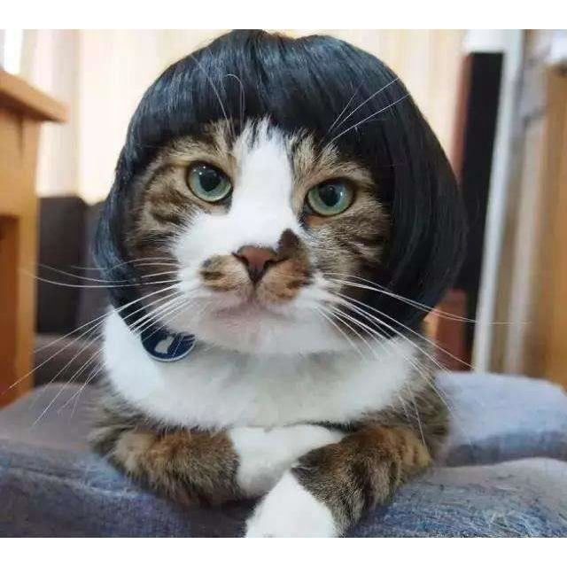 Perruques De Chat Jaunes Et Bleues Mpk Perruque D Animal De Compagnie Perruque De Chat Drole C Black Cdiscount